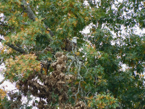 Bald Eagle photographed in North Carolina