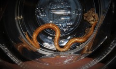 Bothriogaster signata