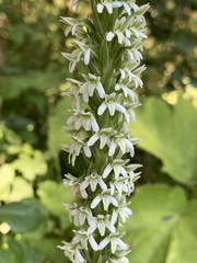Platanthera elegans elegans