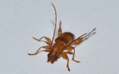 Plectromerus wappesi