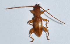 Plectromerus wappesi