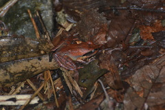 Mantidactylus