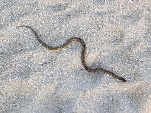 False Smooth Snake