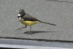 Motacilla flaviventris