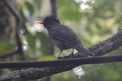 Hypsipetes madagascariensis