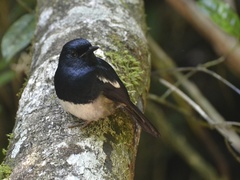 Copsychus albospecularis