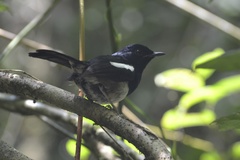 Copsychus albospecularis