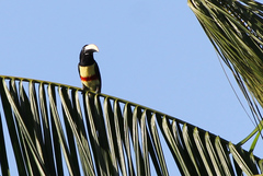 Pteroglossus aracari