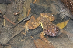 Quasipaa exilispinosa