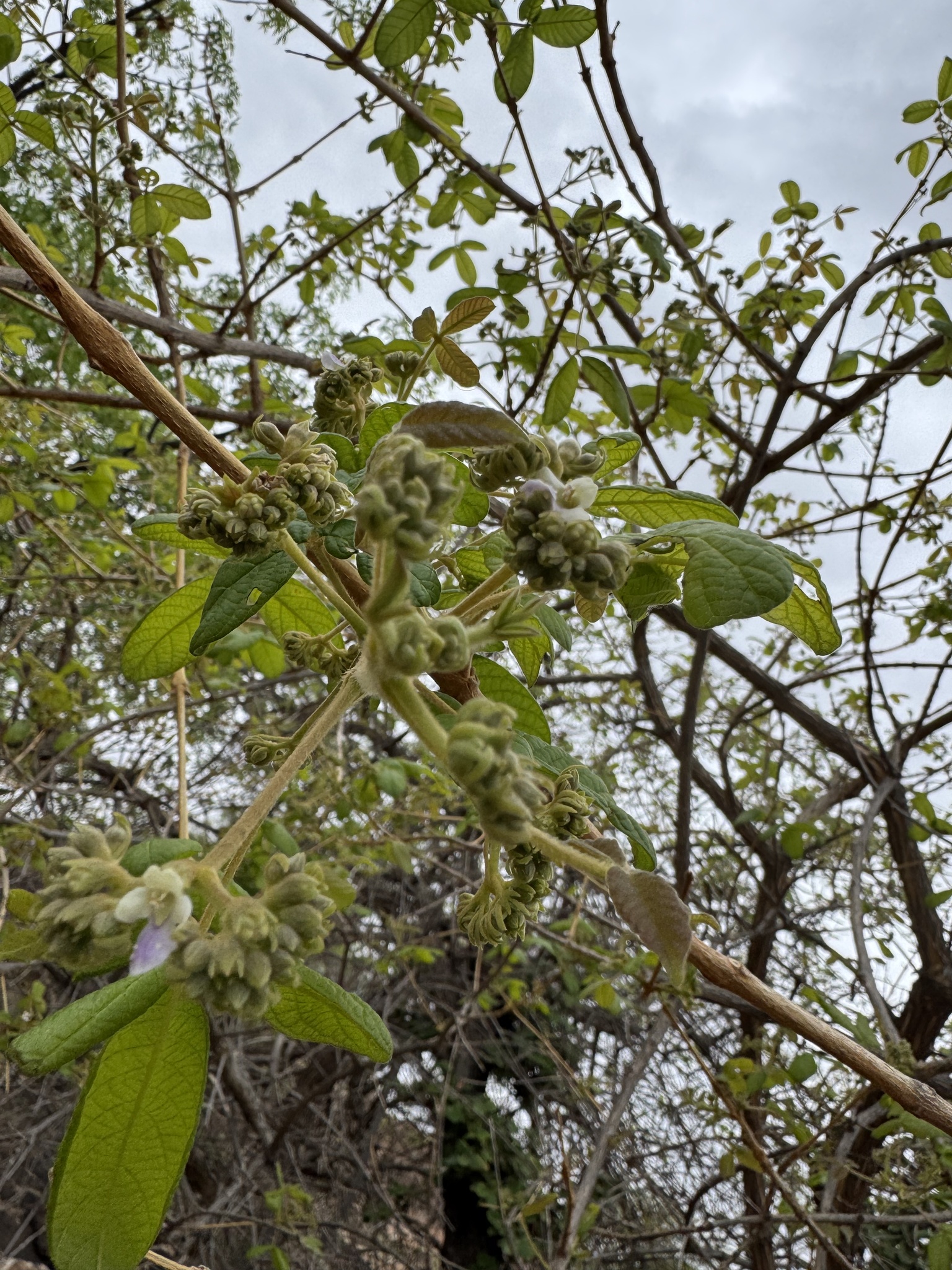Imagem de Tarumã-do-cerrado