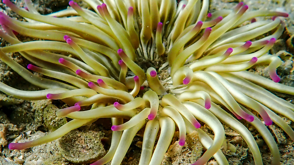 Golden Anemone