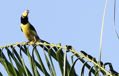 Pteroglossus inscriptus