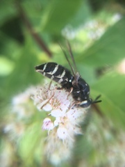 Stratiomys badia