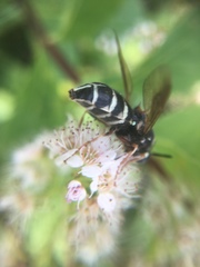 Stratiomys badia