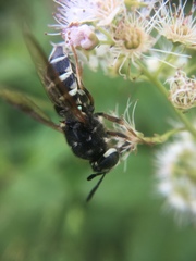 Stratiomys badia