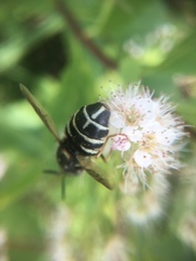 Stratiomys badia