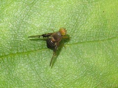 Anomoia purmunda