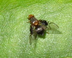 Anomoia purmunda