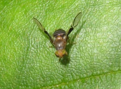 Anomoia purmunda