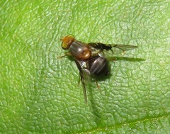 Anomoia purmunda