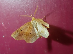 Metarranthis hypochraria