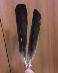 Garrulus glandarius graecus