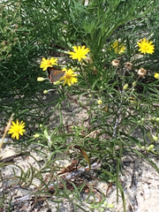 Lycaena phlaeas hypophlaeas