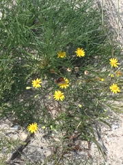 Lycaena phlaeas hypophlaeas