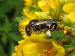 Macropis europaea