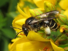 Macropis europaea