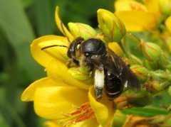 Macropis europaea
