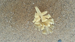 Flustridae