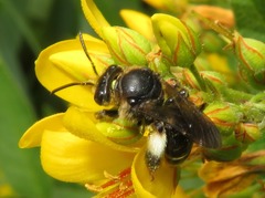 Macropis europaea