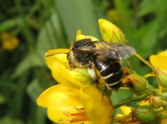 Macropis europaea