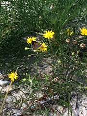 Lycaena phlaeas hypophlaeas