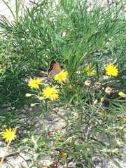 Lycaena phlaeas hypophlaeas