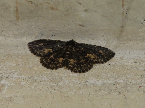 Waved Black, Zuid-Holland, Nederland, photo 6 of 10