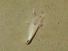 Euproctis chrysorrhoea