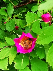 Rosa amblyotis
