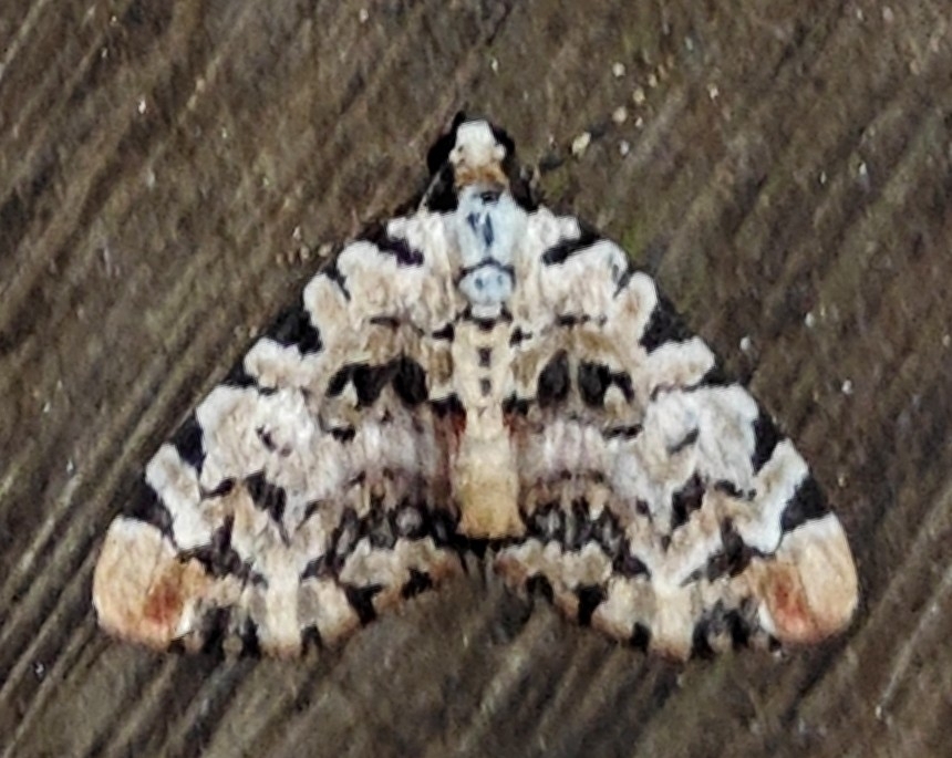 Conchylodes bryophilalis