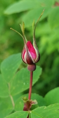 Rosa amblyotis