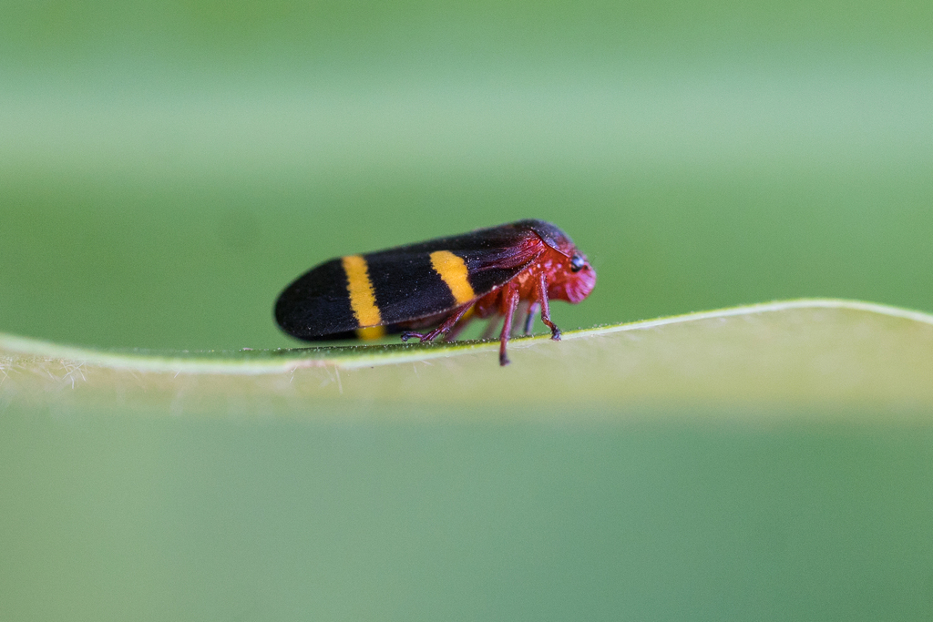 Hyboscarta melichari