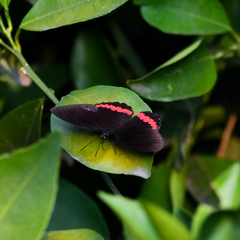 Biblis aganisa