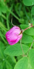 Rosa amblyotis