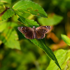 Pholisora catullus