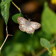 Burnsius oileus