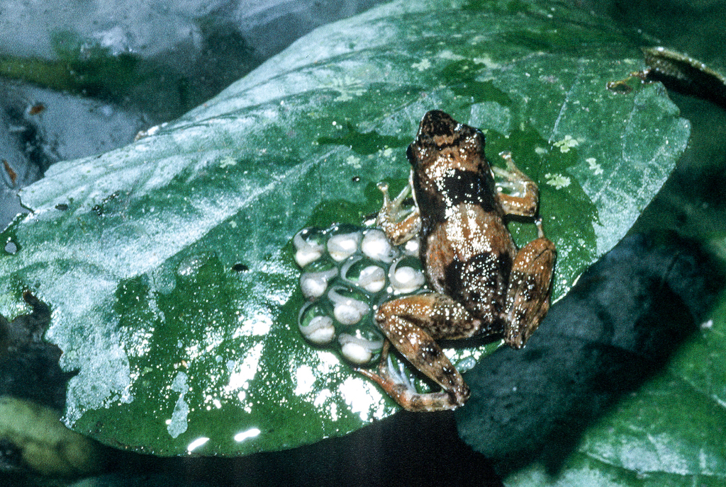 Phrynobatrachus sandersoni