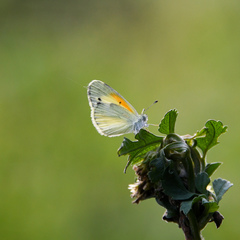 Nathalis iole