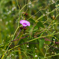 Ipomoea cordatotriloba