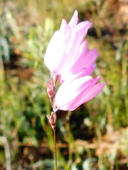 Ixia micrandra